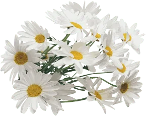 decoracion
